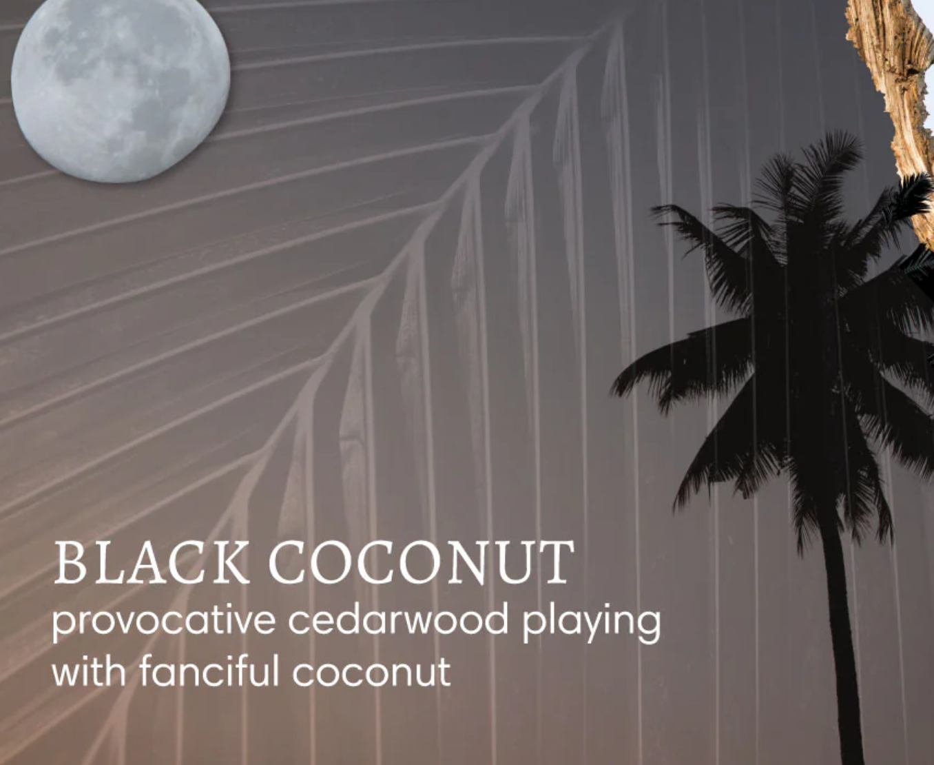 Barefoot Venus - Black Coconut | Mini Bath Soak